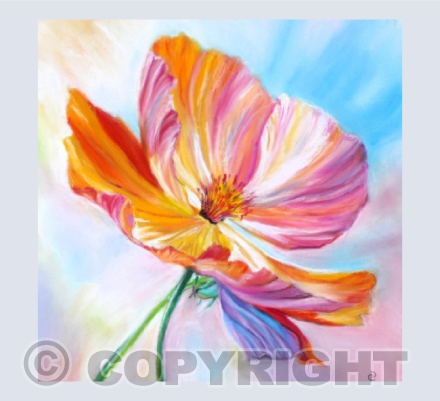 COLOURFUL POPPY