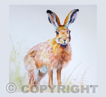 NORFOLK HARE