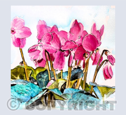 CYCLAMEN