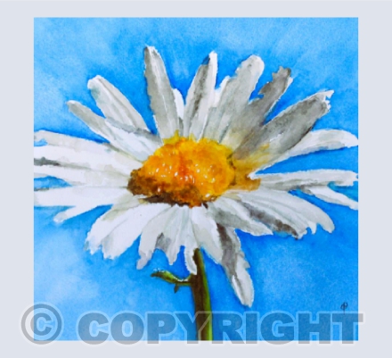 DAISY