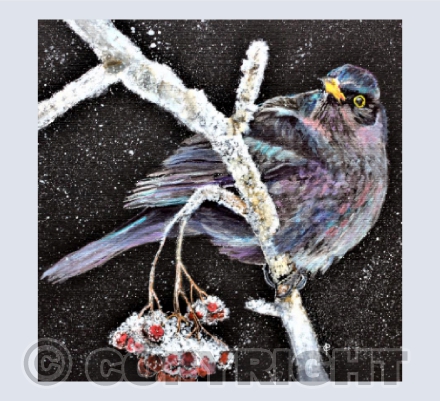 WINTER BLACKBIRD