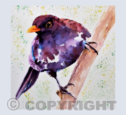 BLACKBIRD