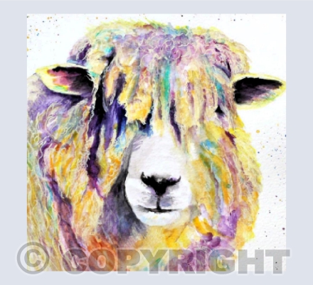 COTSWOLD SHEEP