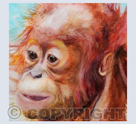 BABY ORANGUTAN