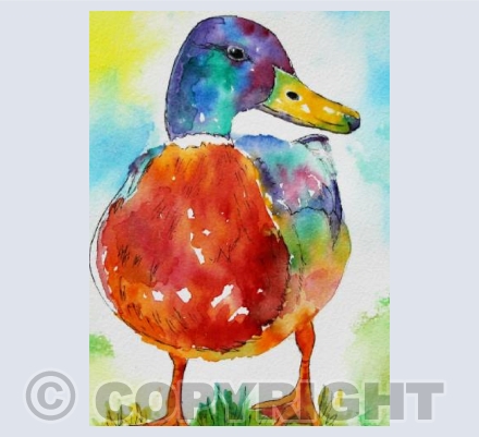 RAINBOW DUCK
