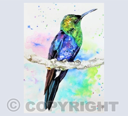 HUMMINGBIRD (2)