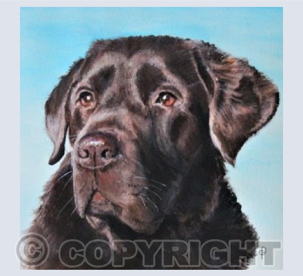CHOCOLATE LABRADOR
