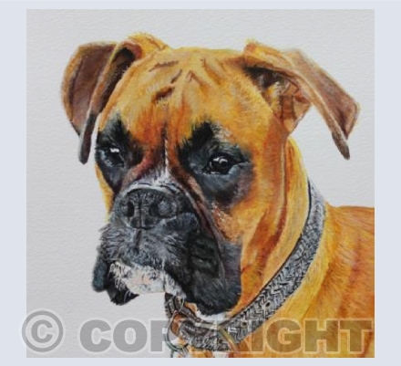 BOXER