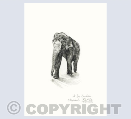 Sri Lankan Elephant