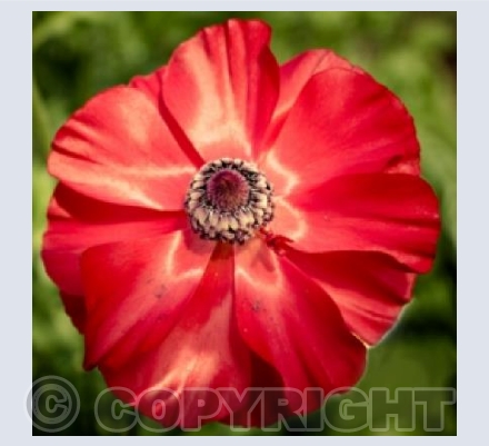 Glorious Red