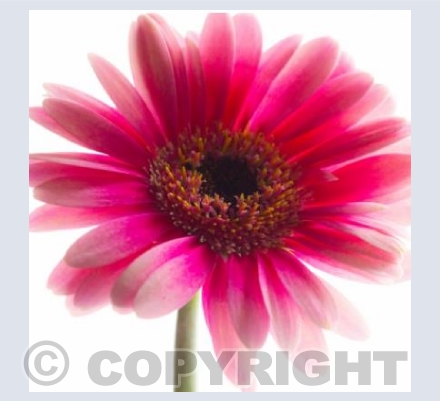 Pink Gerbera
