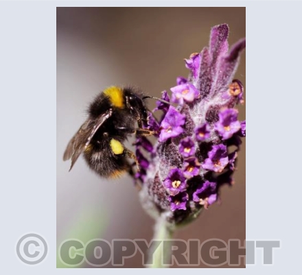 Bee on French Lavender
