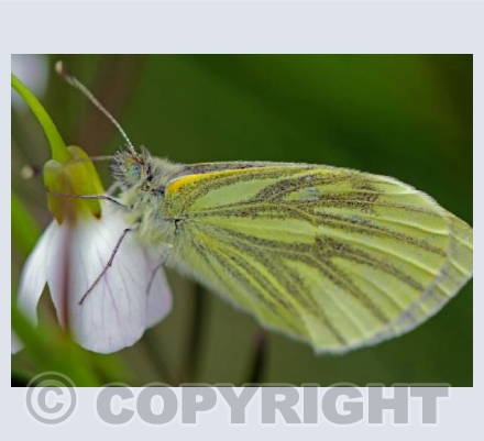 Kingcombe Butterfly