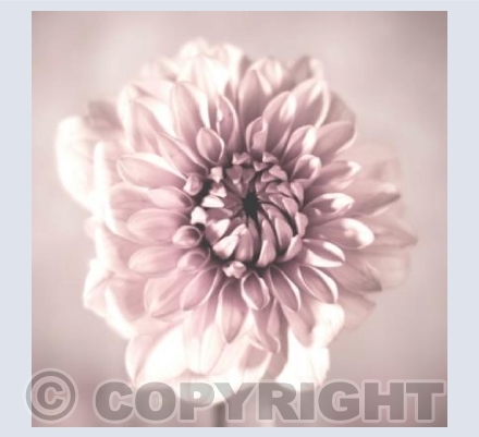 Dusky Pink