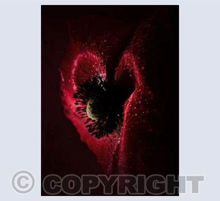 My Dark Heart