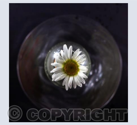 Daisy Solo