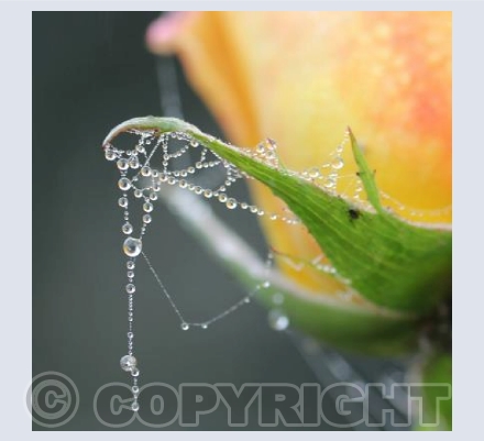 Dewdrops on Roses