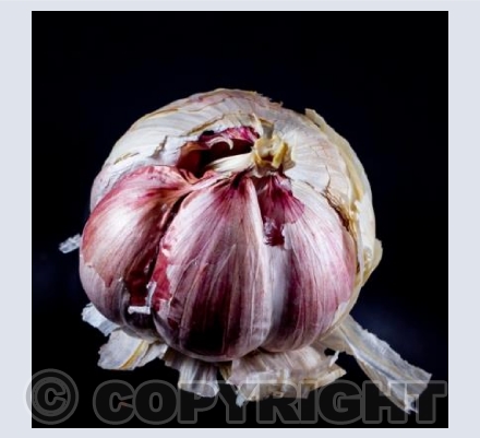 Garlic