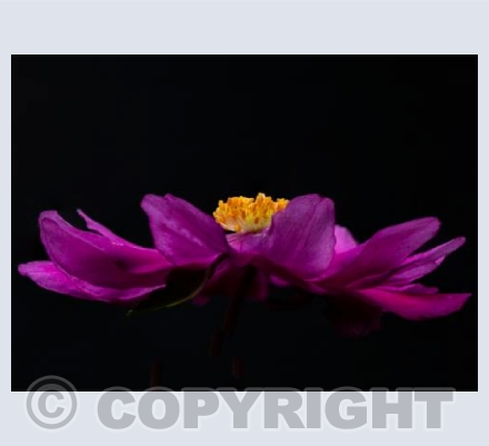 Japanese Anemone