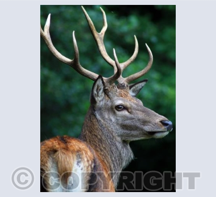 Isle of Arran Stag