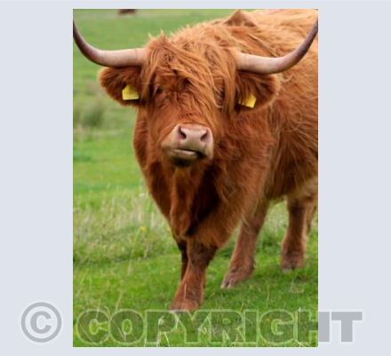 Highland Cow 02