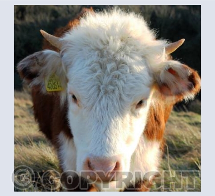 Young Cow at Durlston