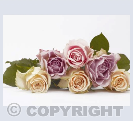 Six Pastel Roses