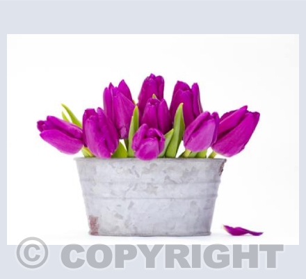 Bathing in Tulips