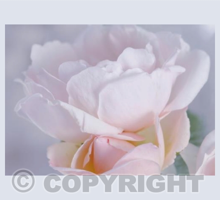 Pale Rose