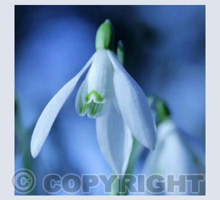 Snowdrop
