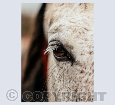 The Eye of the Beholder