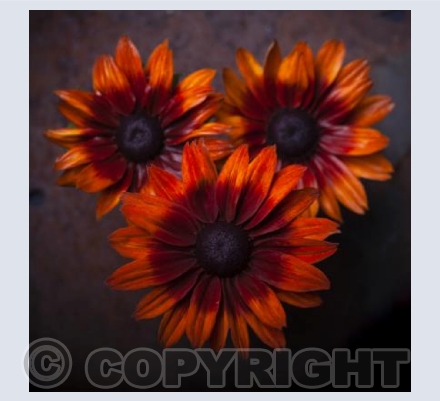 Trio of Rudbeckia