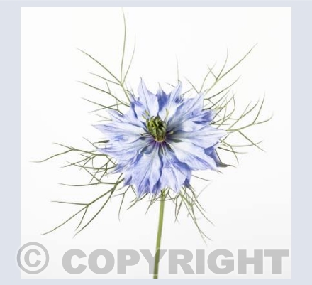 Love in a Mist