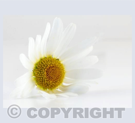 White Daisy