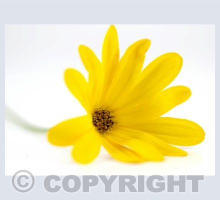 Yellow Daisy