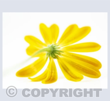 Fallen Yellow Daisy