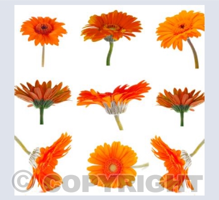 Gerberas