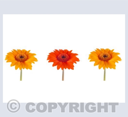 Trio of Gerbera