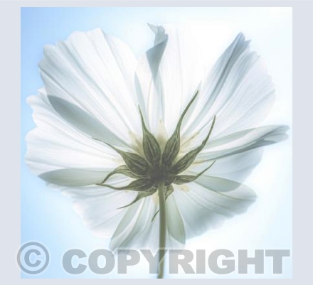 Cosmos