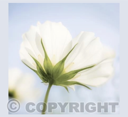 White Cosmos