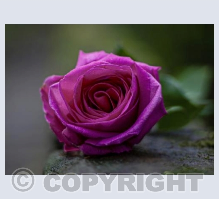 Enchanted Rose