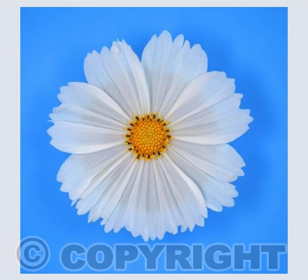 Daisy on Blue