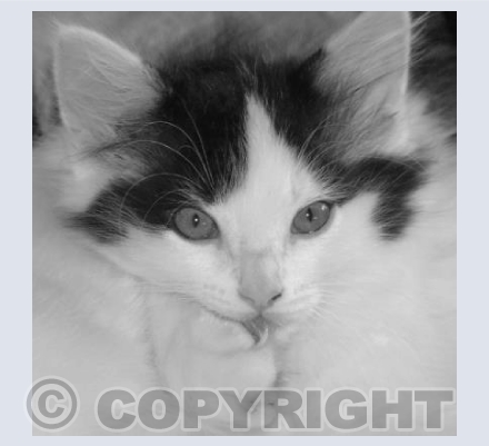 Young Domino