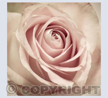 Vintage Rose