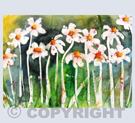 Pink Daisies