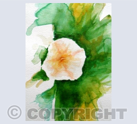 Bindweed