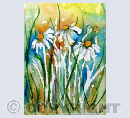Daisies
