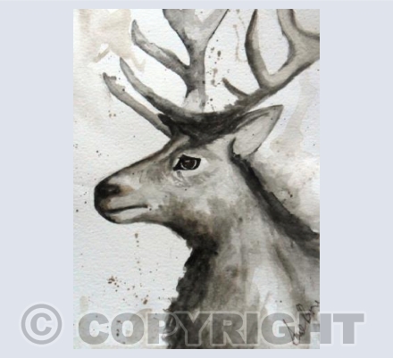 Stag