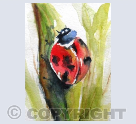Ladybird