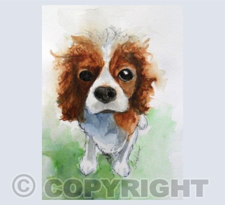 Spaniel
